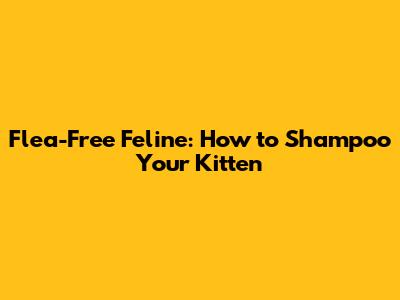 Flea-Free Feline: How to Shampoo Your Kitten