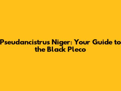 Pseudancistrus Niger: Your Guide to the Black Pleco