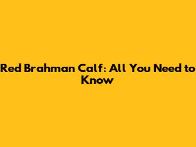 Red Brahman Calf: All You Need to Know