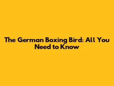 The German Boxing Bird: All You Need to Know